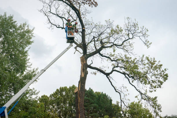 Best Hedge Trimming  in Coker, AL